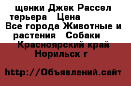 щенки Джек Рассел терьера › Цена ­ 27 000 - Все города Животные и растения » Собаки   . Красноярский край,Норильск г.